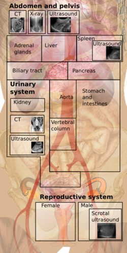 Abdomen and pelvis for menu.png