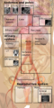 Abdomen and pelvis for menu.png