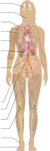 Full body for menu.png