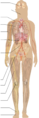 Full body for menu.png