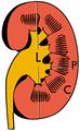 Measures of the kidney - local.jpg